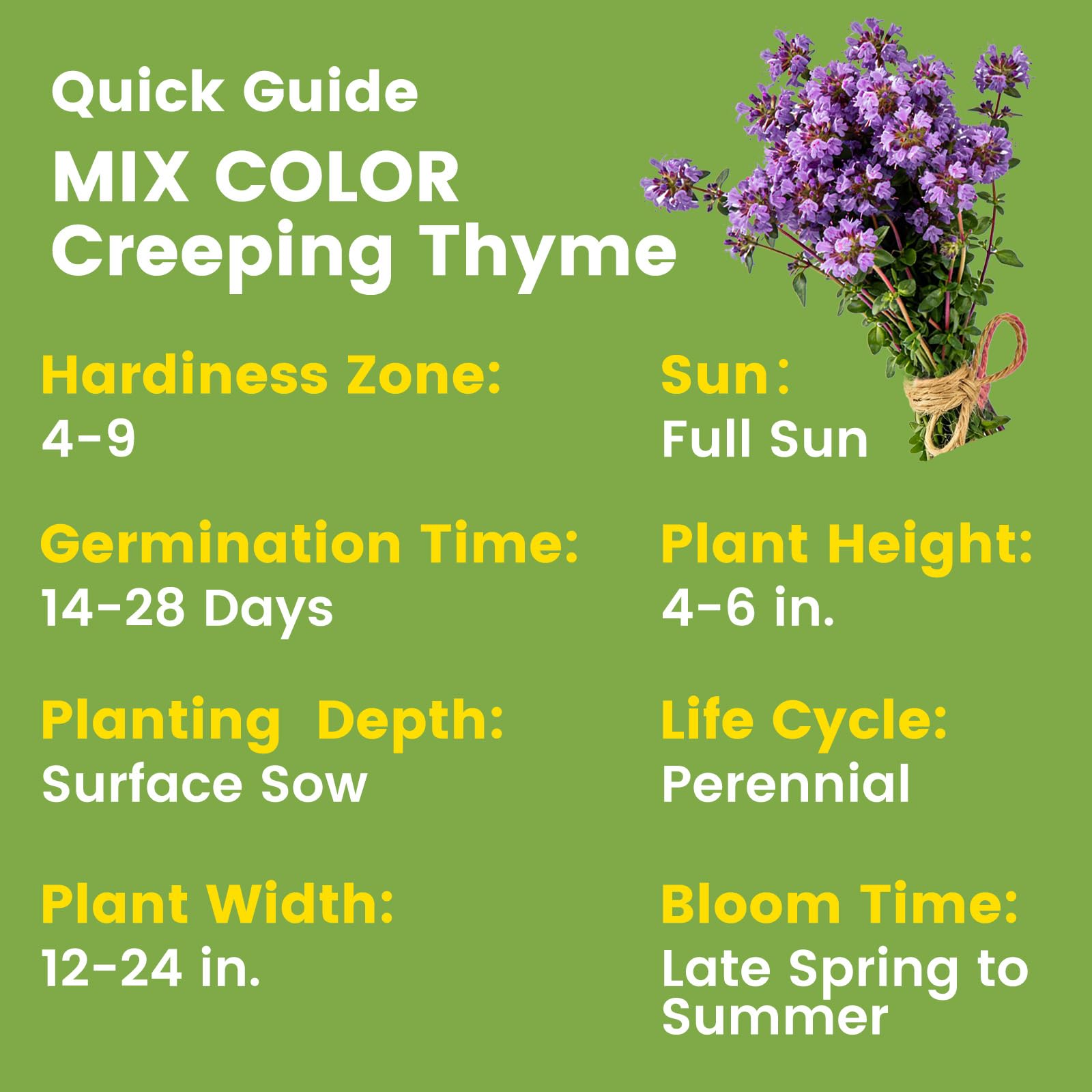 20000+ Purple Creeping Thyme Seeds for Planting - Perennial Ground Cover, Heirloom Non-GMO Thymus Serpyllum, Fragrant Flowers for Lawn Replacement, Walkways & Backyard — view 3