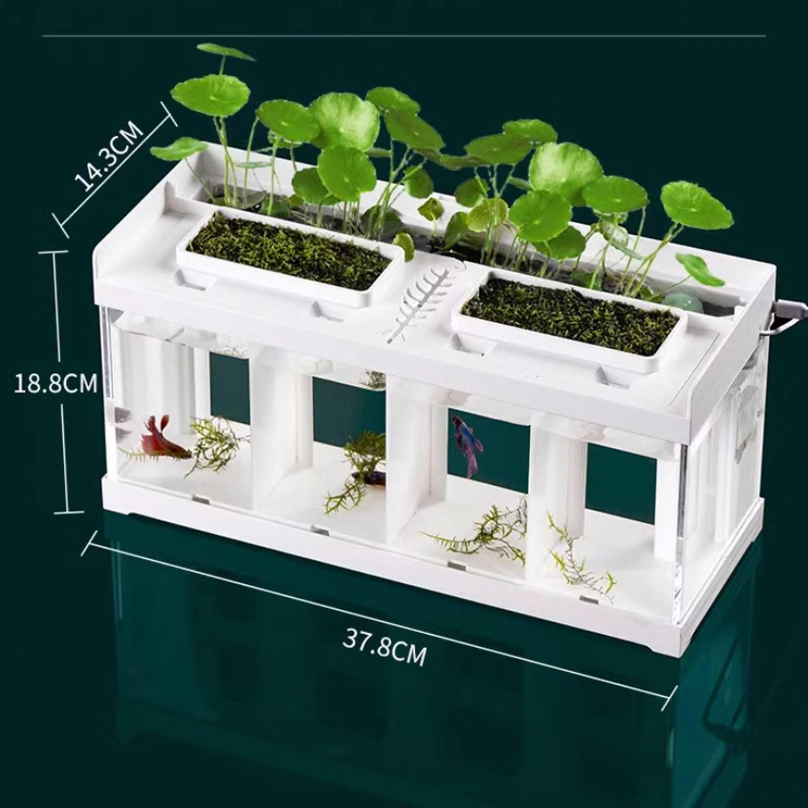 Fischtank Aquarium mit 4 Fächern, transparentes Acryl, for den Schreibtisch, Meeresfischzucht, Spezialtank, kreatives Kampffischaquarium mit weißer Abdeckung Aquarium