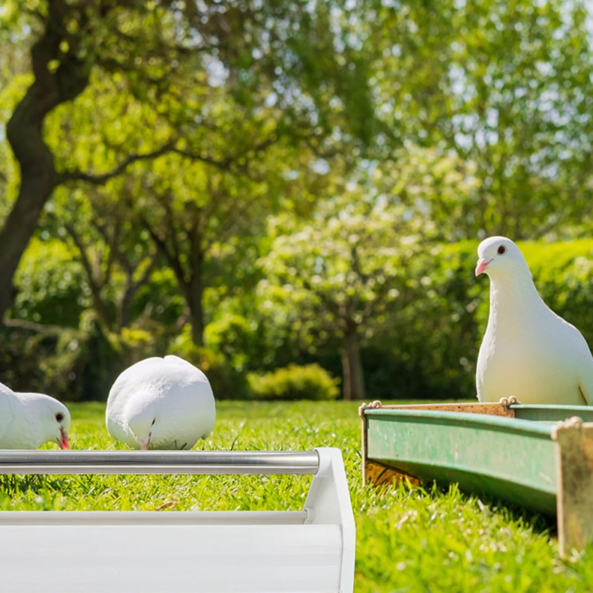 CRAFTHROU Mangeoires pour Pigeons Distributeur Pratique pour Nourriture d'oiseaux Lot de 2 en Acier Inoxydable Léger pour Jardins et Champs