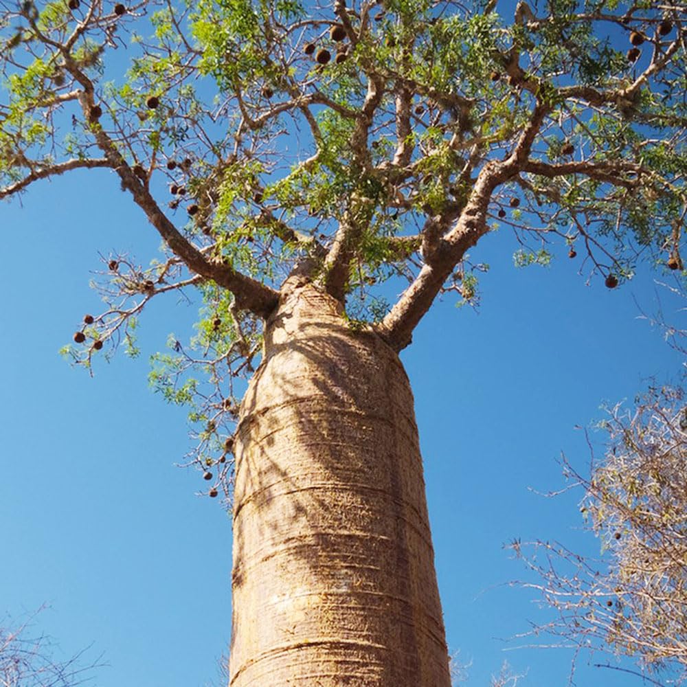 compo white Cuddy Lite Composting Toilet – Compact and Lightweight main image 1