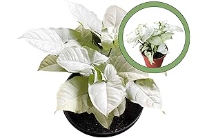 Syngonium Moonshine: Illuminate Your Space with Moonlit Foliage