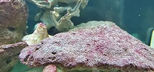 Review Image by Cliff C Cliff C