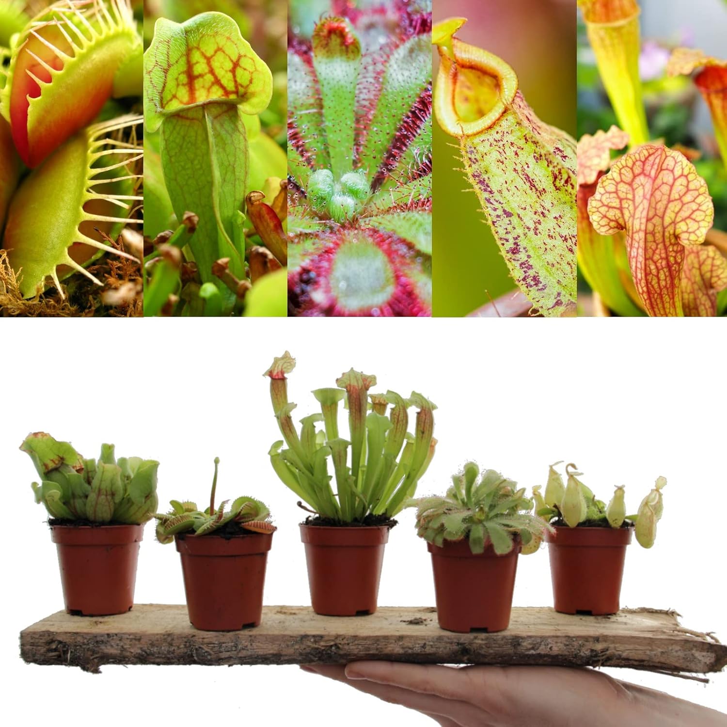 Carnivorous Plant Mix 3 Indoor Plants in 5.5cm Pots Sarracenia, Nepenthes, Dionaea & Drosera