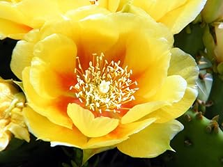 Opuntia Macrorhiza Fig Cactus Hardy Cactus Seeds Pack of 5: Only Seeds