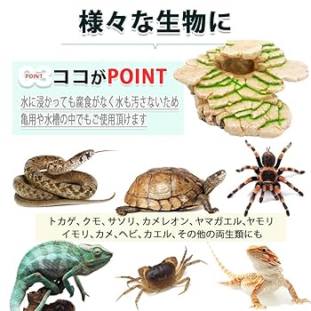 Amazon | HIRAISM 爬虫類 シェルター テラリウム 水槽 亀 両生類