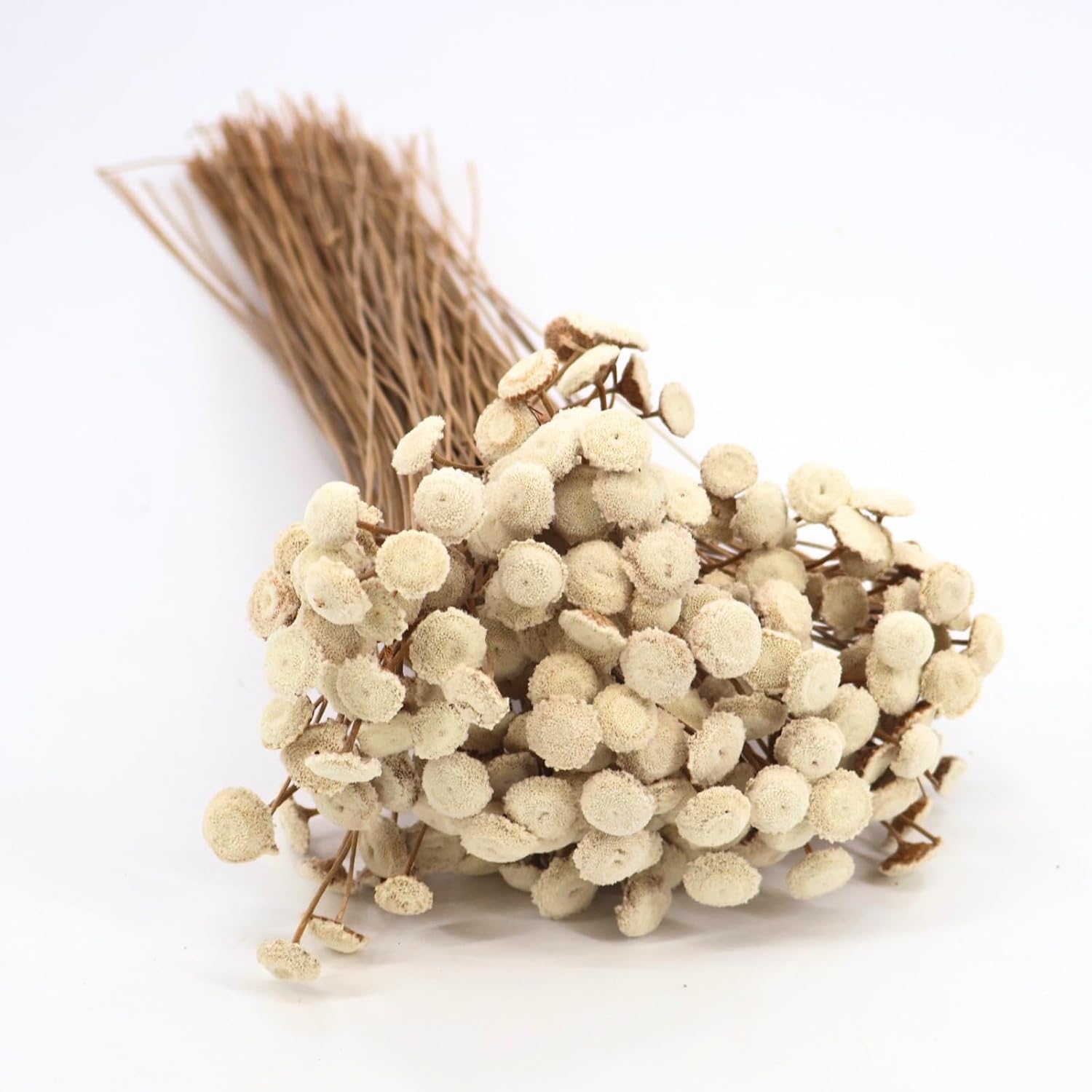 Button Flowers Preserved Bouquet - Preserved Botanical Flowers for Home Decor, Floral Arrangements, Crafts & DIY Projects - Hand-Harvested - 21” Long - Natural
