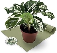 Vista 1 de Calathea Stella - Maceta de 4 pulgadas