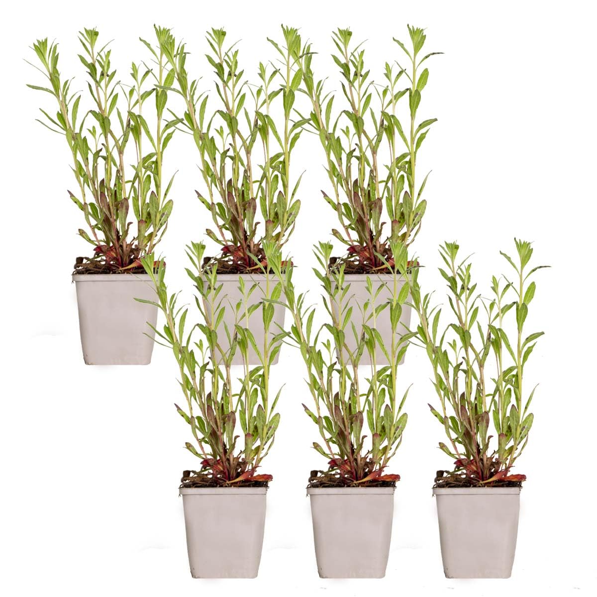 Bloomique - Lot de 6 - Gaura Lindheimeri - Gaura - Plantes de jardin - Rustique - Sans danger pour les animaux - Hauteur 10-20 cm - Pot 9x9 cm
