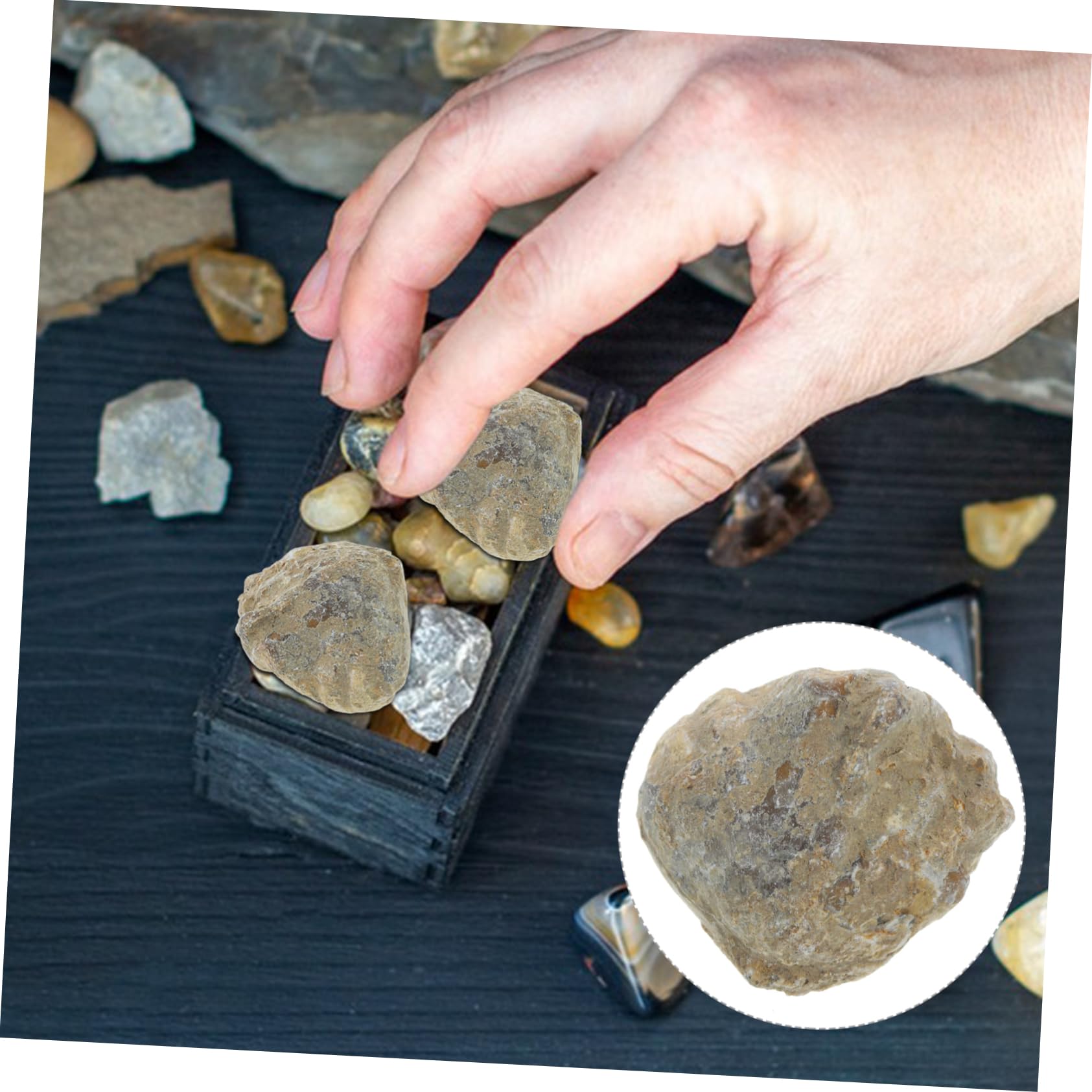 LIFKOME Natural Size Specimen Shell Archaeological Study Tool Classroom Teaching Material for Paleontology Enthusiast