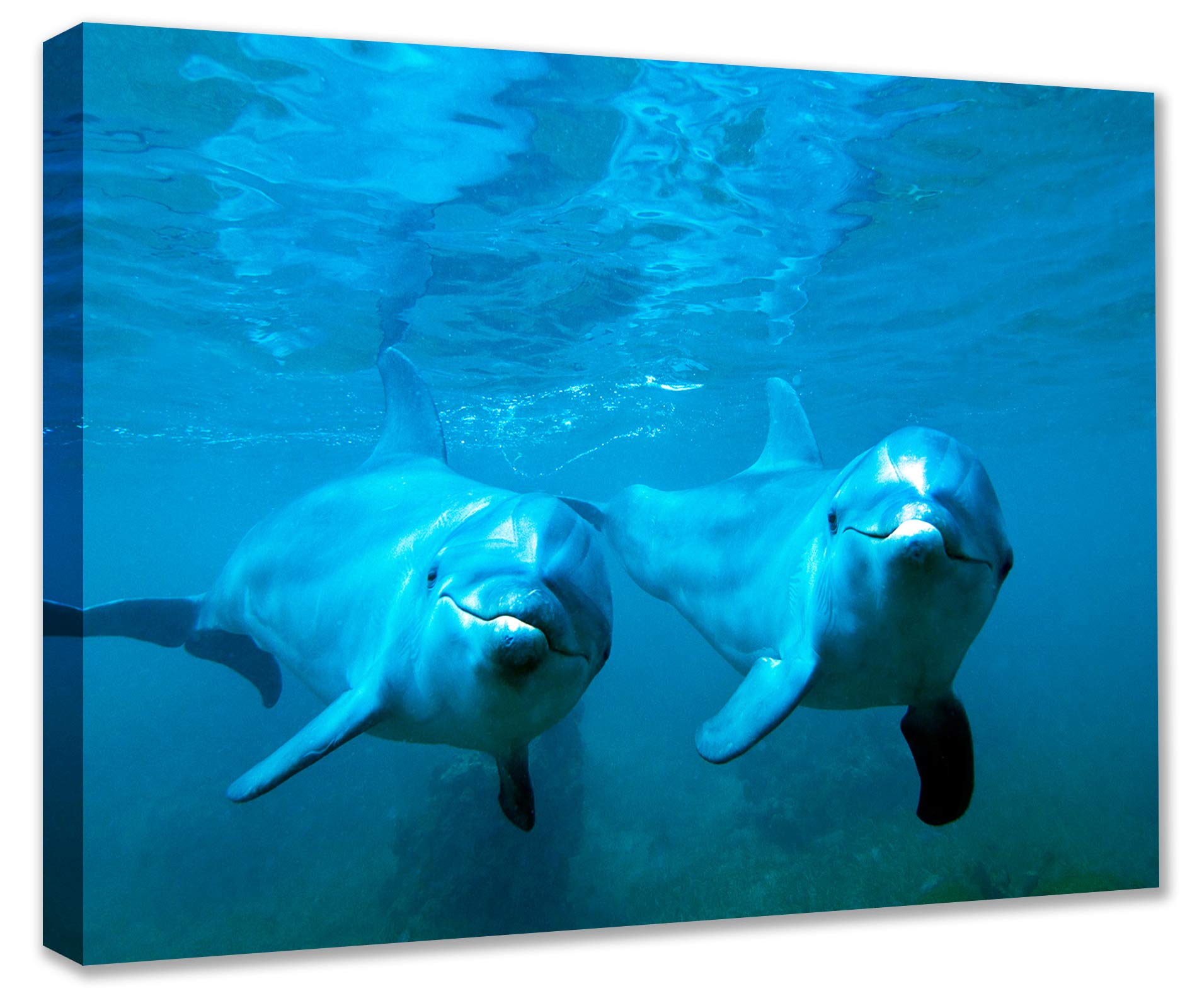 Amazon.co.jp: Tucocoo かわいいイルカ笑顔イルカ海洋生物