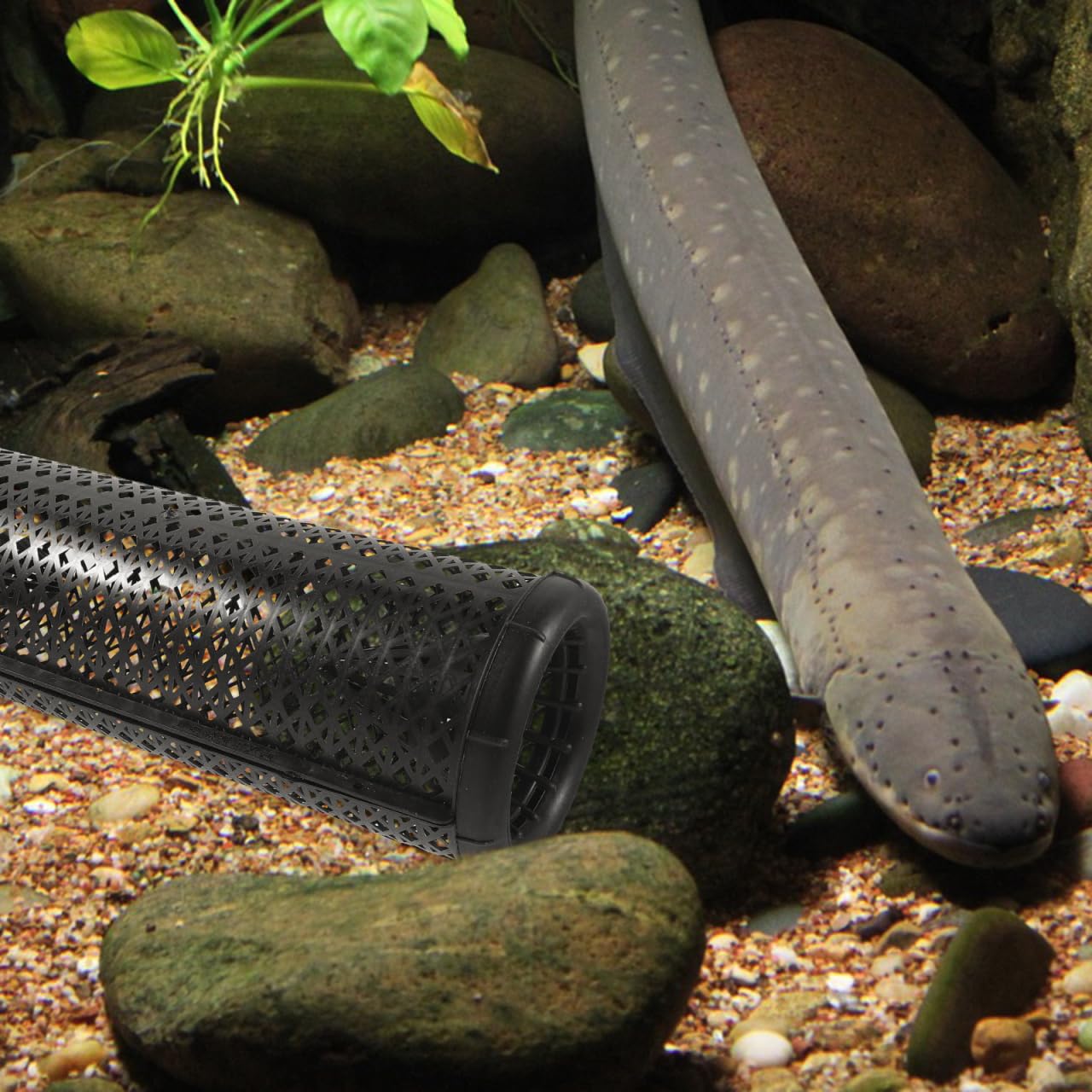 Sosoport Tragbare Wiederverwendbare Fischreuse Für Aal Krebs Mit Doppeltem Eingang Leichtes Netzmaterial Für Süß- Und Salzwasser Angeln 14.8X5.5X4.5 Zoll