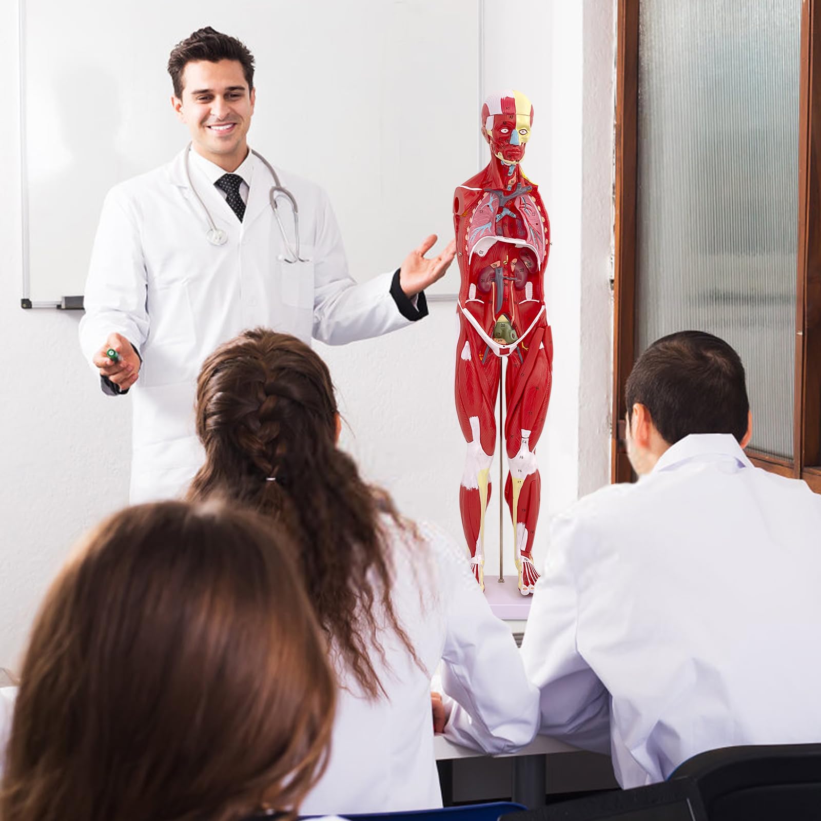Modello di Figura Muscolare Umana Anatomica da 80 cm, Modello Anatomico Corpo Umano Con Organo Rimovibile, 27 Pezzi, Modello Muscolare Per Fisiologia Medica, Studio e Insegnamento