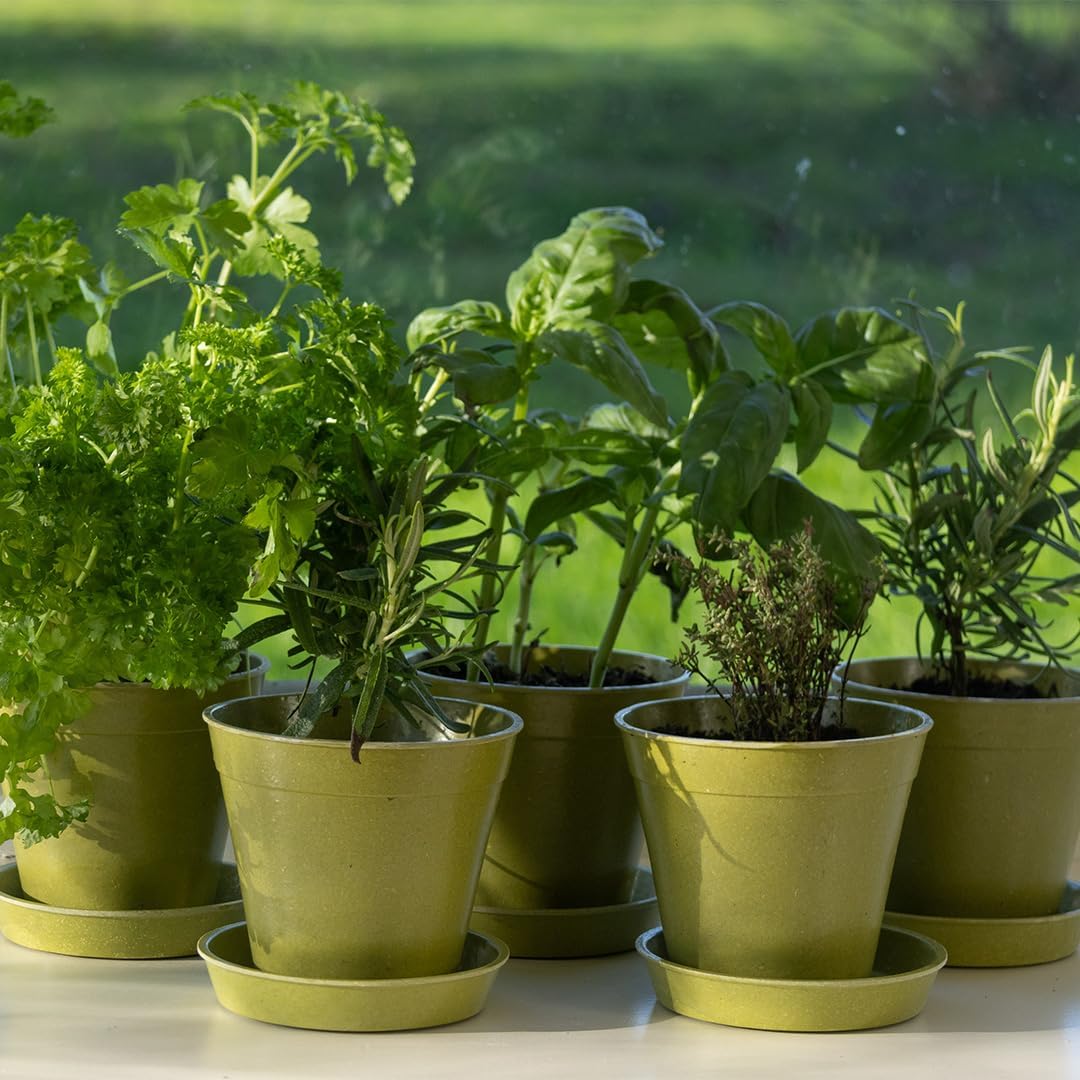 Haxnicks 4" Green Bamboo Pot 5 Pack