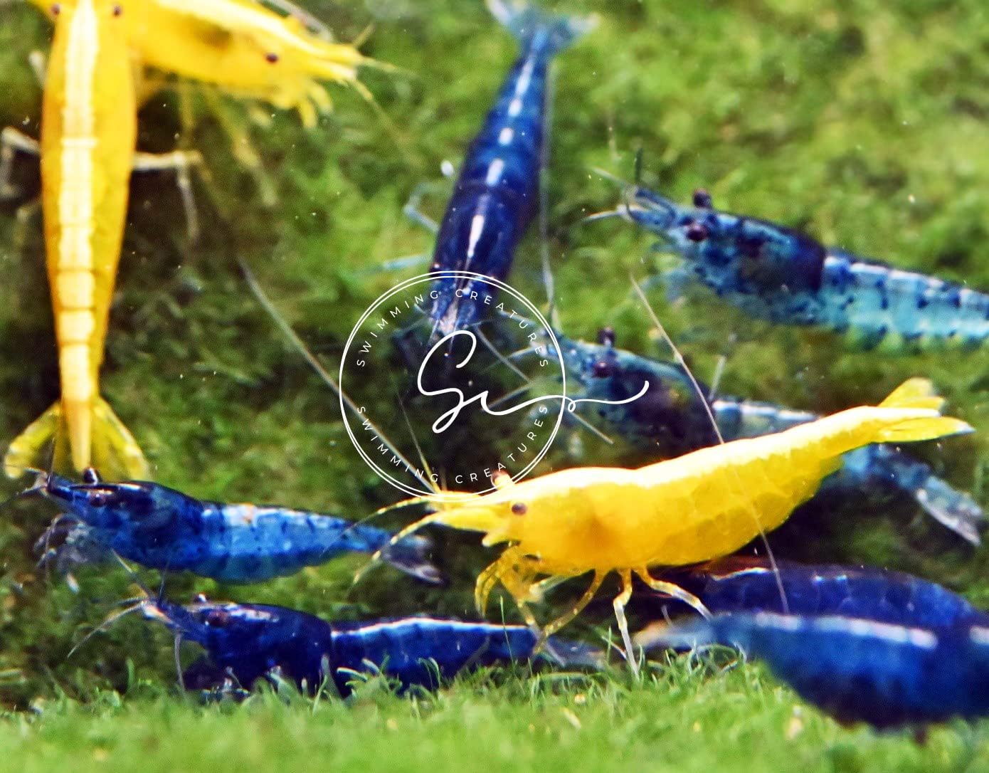 Swimming Creatures™ Premium Neocaridina Shrimp – Fun Two-Color Combo for a Vibrant Aquarium (5Red & 5Blue)