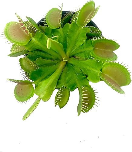 Miniatura 3 de Live Venus Fly Trap Plant Carnivorous Bug Eating Plant Predatory Small Venus Flytrap Plant in 4inch Pot Bug Eating Venus Fly Traps Plant Unique