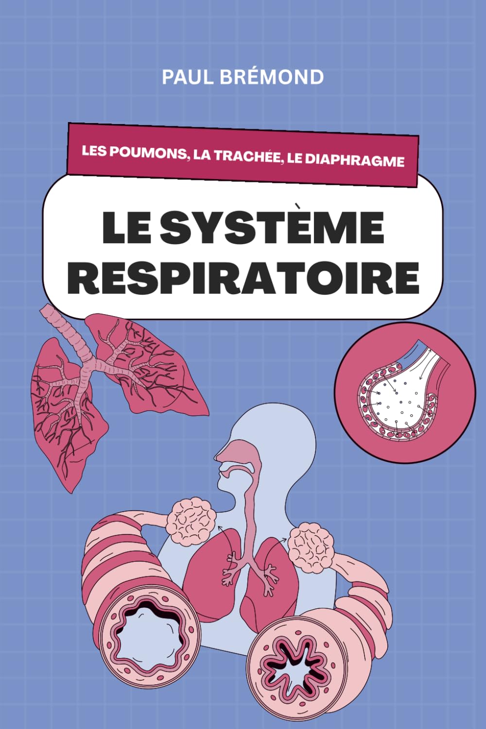 Le système respiratoire: Les poumons, la trachée, le diaphragme