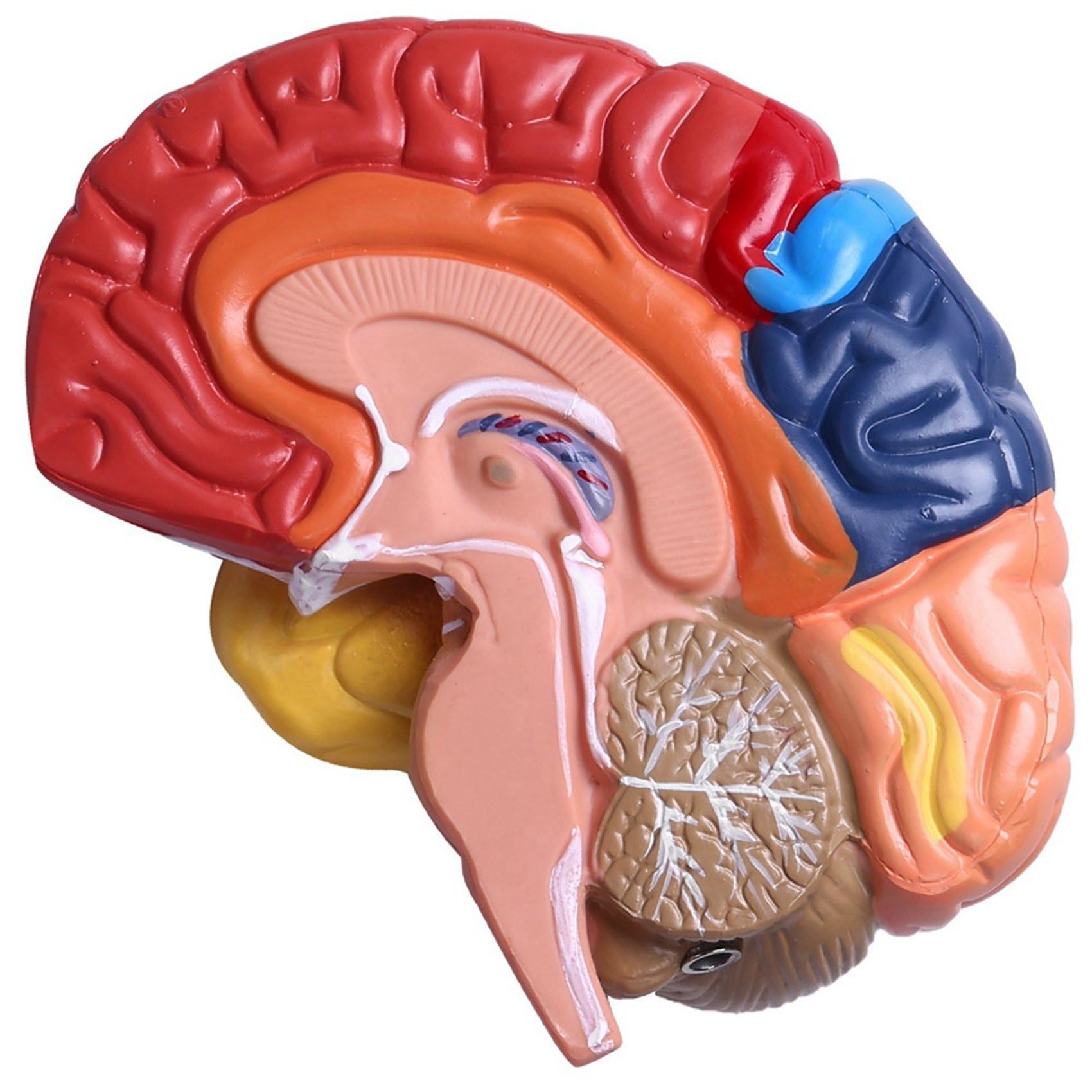 2X Cerebral Anatomical Model Anatomy 1: 1 Mezzo Cervello Brainstem Forniture Mediche per Laboratori di Insegnamento Medico