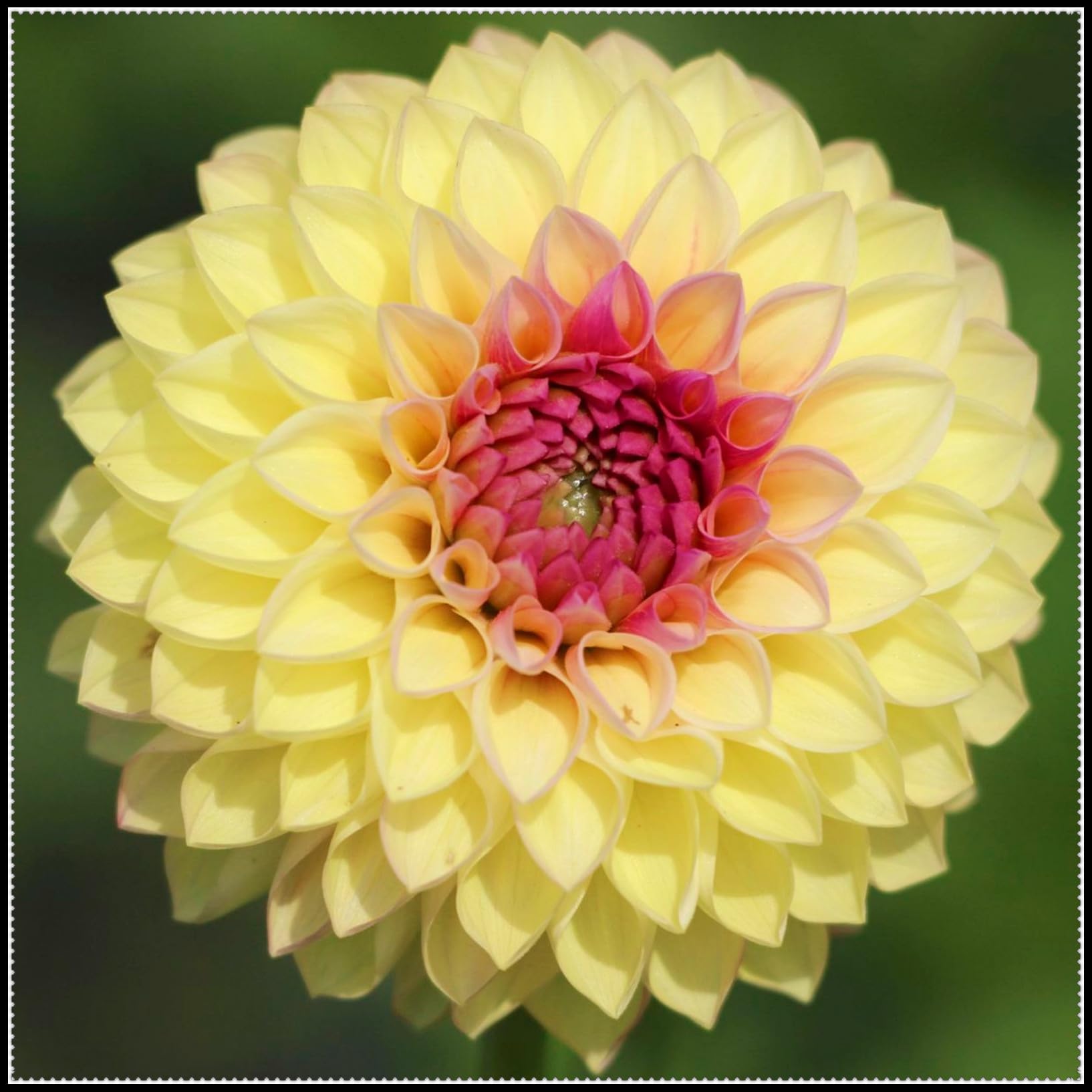 Dahlia Plants Tubers, Dahlia Bulbs UK, Outdoor Plants for Gardens ＆ Borders, Easy to Grow Flowering Perennials, Excellent Display-2 Bulbs-A — image 1