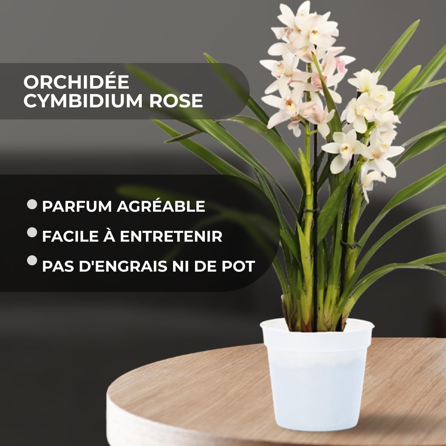2 Orchidées Dendrobium Akatsuki Nobile - Vraies Plantes D'Intérieur Parfumées 30-40 Cm