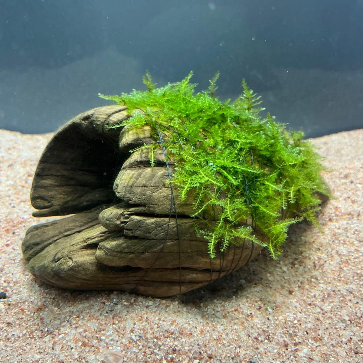 流木(南米ウィローモス活着) Amazon.co.jp: 南米ウィローモス活着くり抜き流木 11cm : ペット用品
