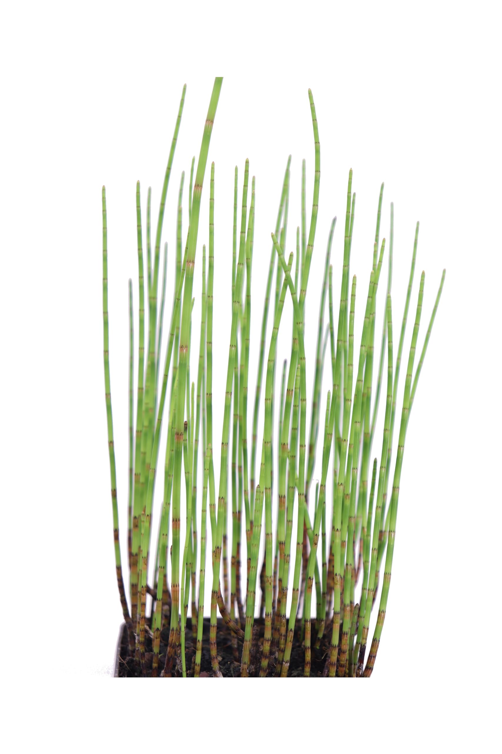 Pianta di Equiseto D'Acqua o Equisetum Fluviatile pianta ornamentale da interno o esterno pianta vera da arredo venduta da eGarden.store