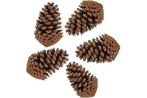 Pine Cones Extra Large Natural, 3-4.3 Inches 12 Pack