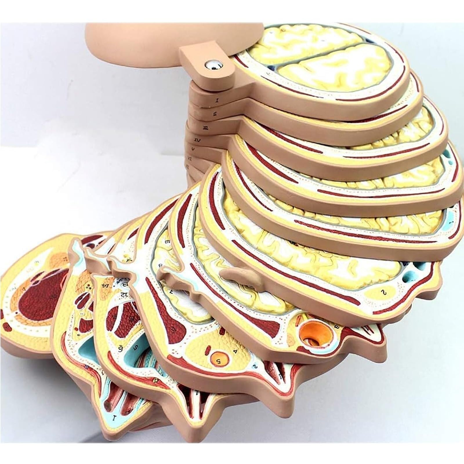KUIOPNET Human Anatomical Brain Model, Detachable Splice Simulation Brain Model with 12 Parts of Slices, Digital Identity Key Point Design and PVC Hand-Painted