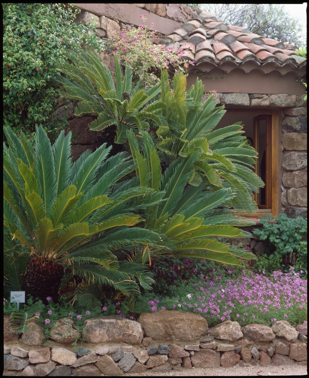 Cycas Revoluta (Sagopalme) Zimmerpflanze – Exotische Palme für Innenräume, Pflegeleicht & Langlebig (2, 60-70 cm)