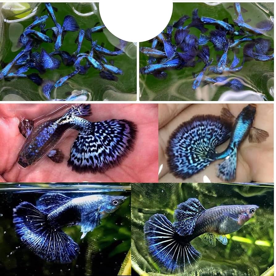 【新品未開封】アレクalexandre ヘアピン ドラゴンフルーツ メタルヘアピンセット – dee doo dah