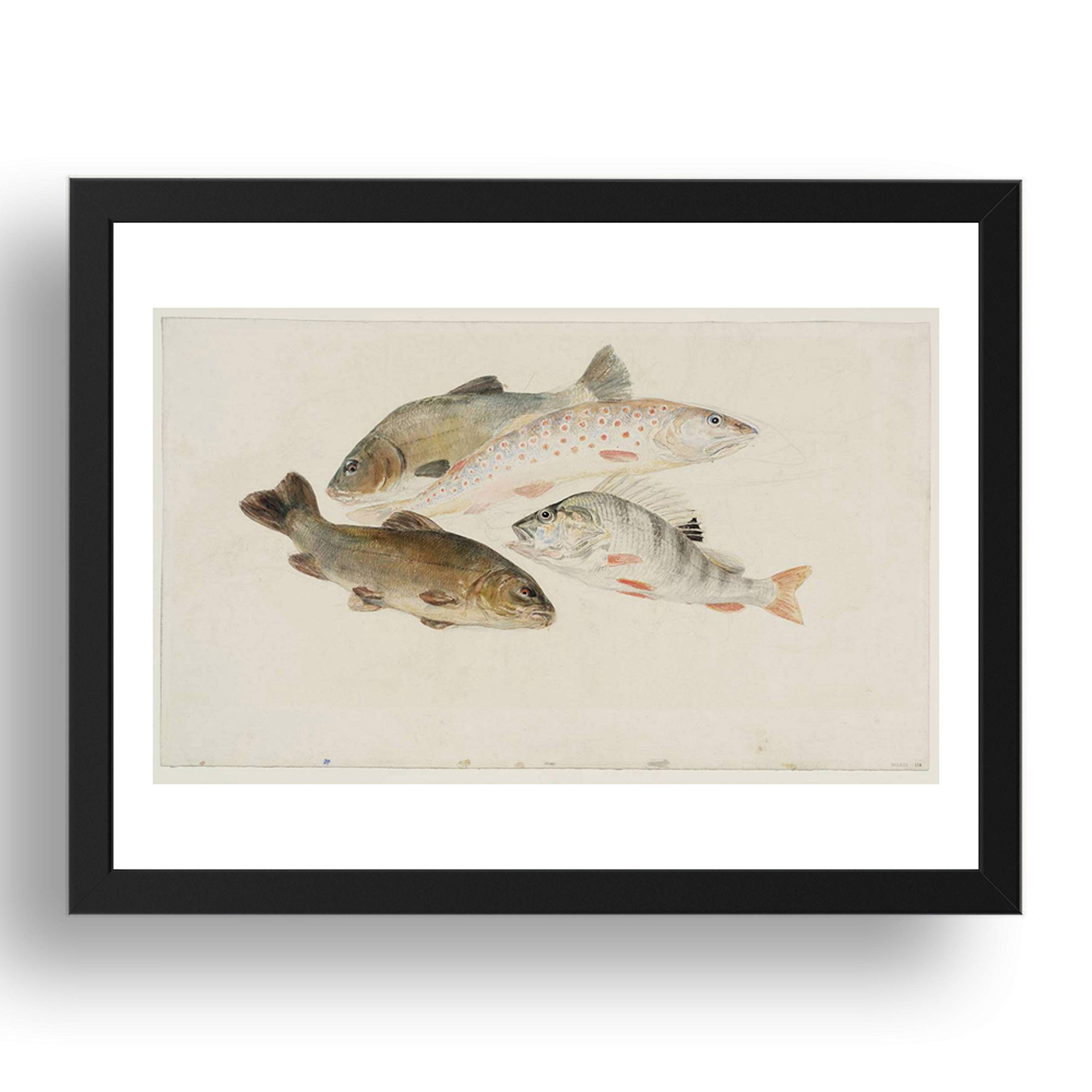 Study of Fish Two Tench, a Trout and a Perch, 1822 24 by Joseph Mallord William Turner RA, A3 reproduction in 17x13 inch frame