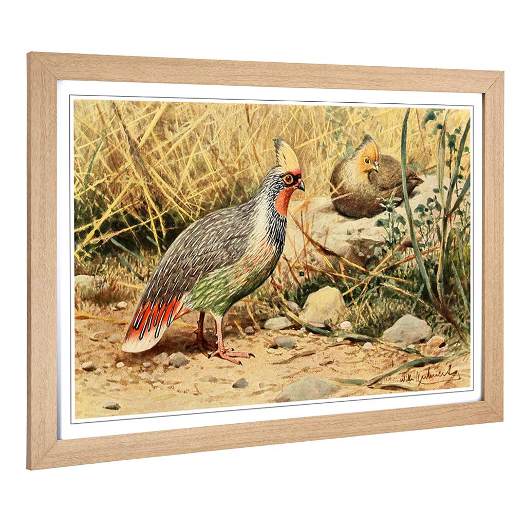 Big Box Art Framed Print of Vintage W Kuhnert Blood Pheasant Design | Wall Art Picture | Home Decor for Kitchen, Living Room, Bedroom, Hallway, Oak, A2 / 24.5x18 Inch / 62x45cm