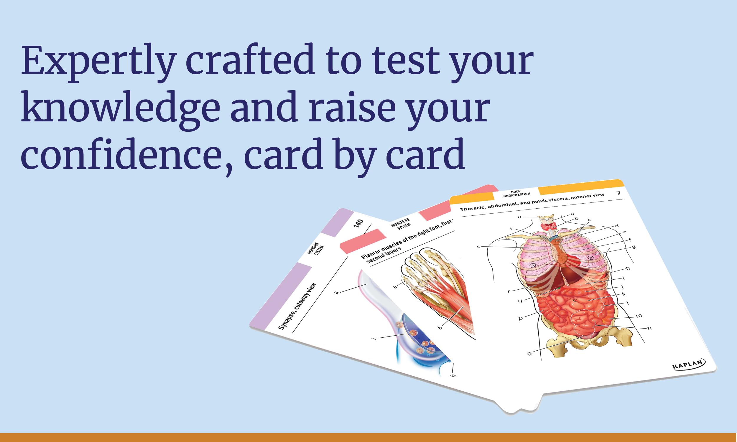Anatomy Flashcards: 300 Flashcards with Anatomically Precise Drawings and Exhaustive Descriptions: 300 Clearly Labeled Full-Color Cards