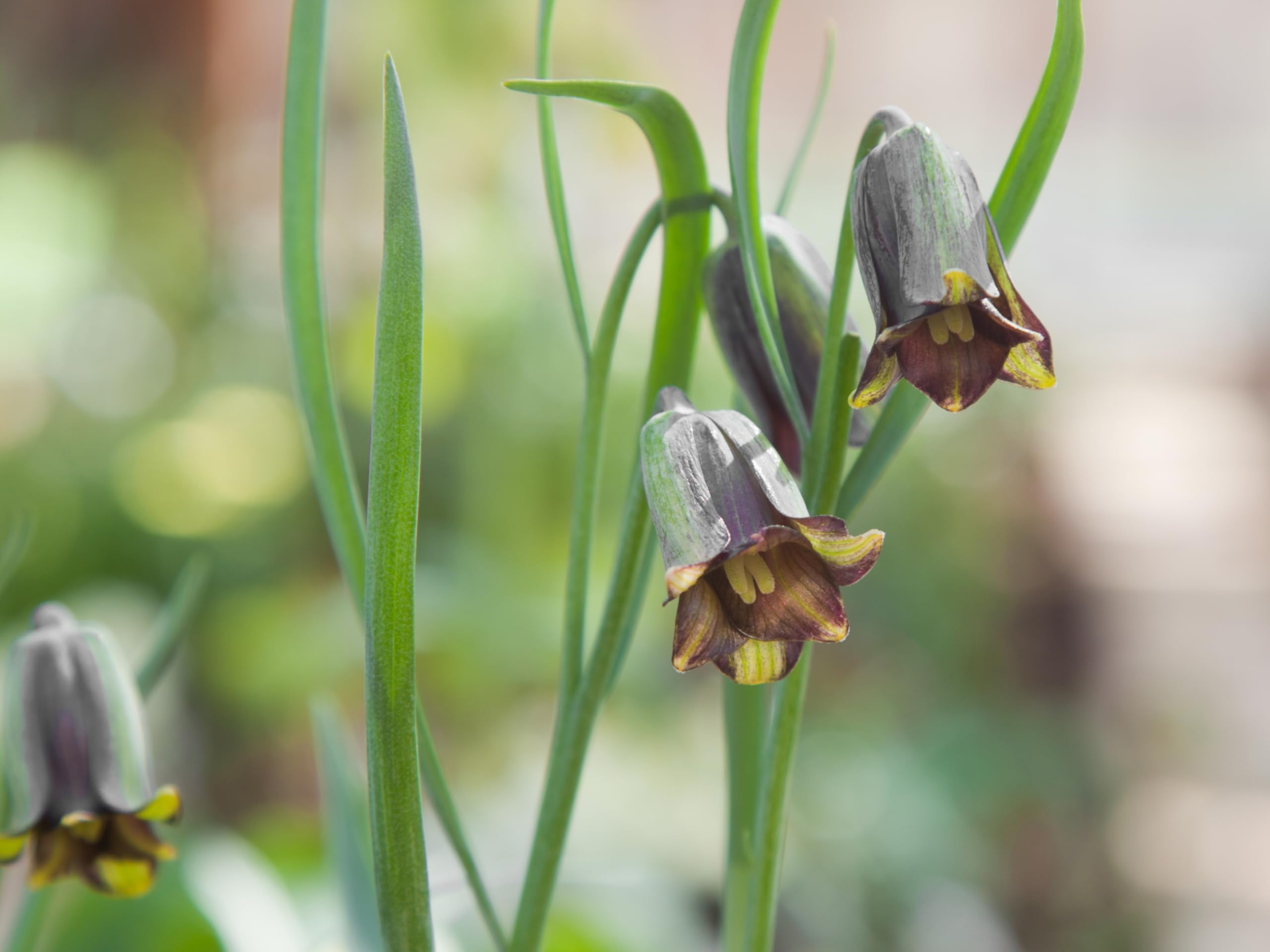 Lincolnshire Pond Plants Ltd - Allium Eros Plant Bulb x5 — view 22