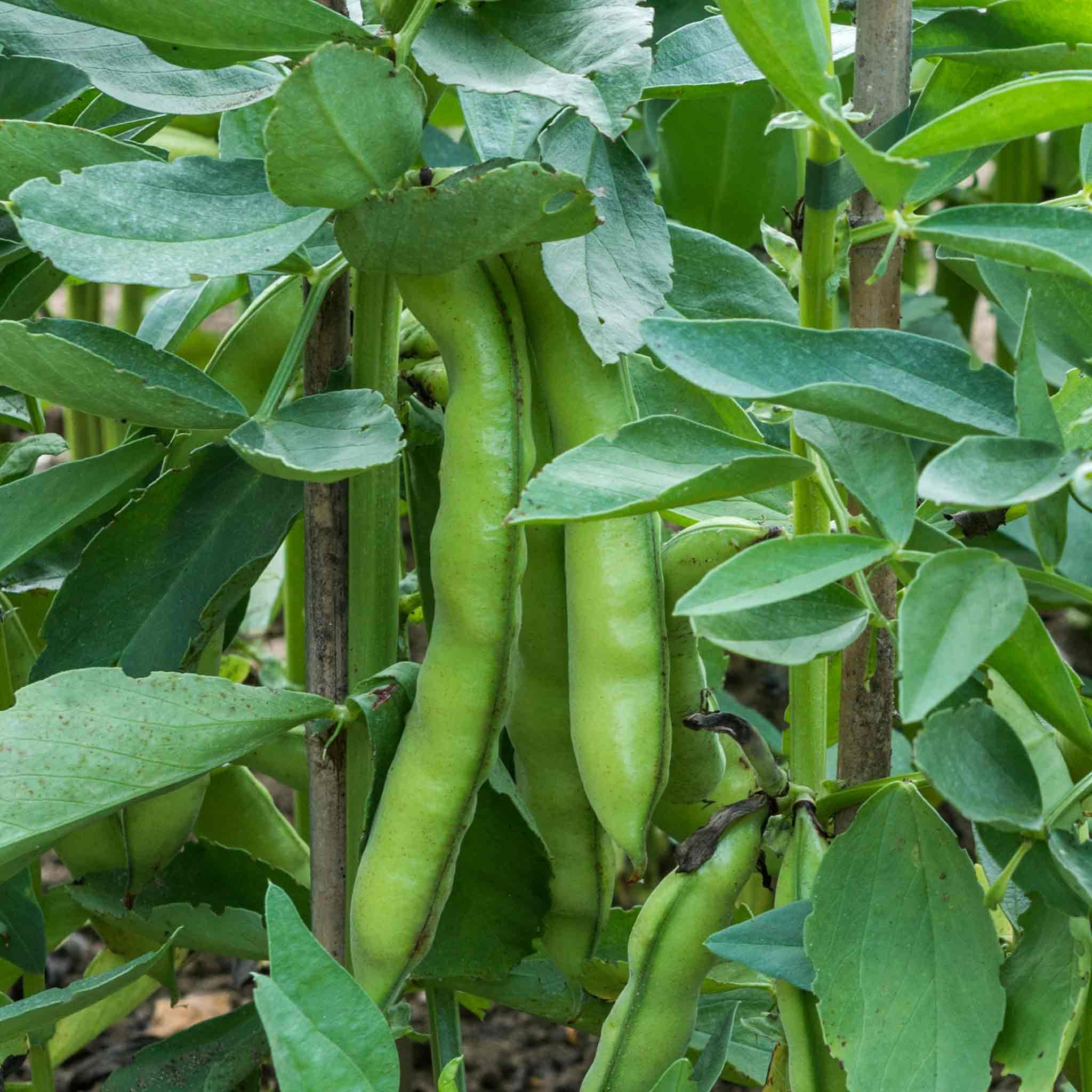 Marshalls Garden Broad Bean Luz de Otono 75 Seeds