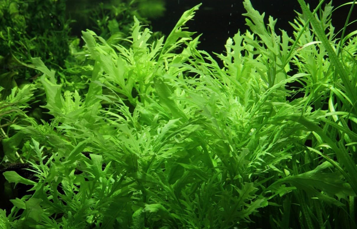 ¦ Hygrophila Difformis 'Water Wisteria' Live Aquarium Plants Tropical Fish Tank Free of Pesticides Shrimp Safe Snail Free (9)