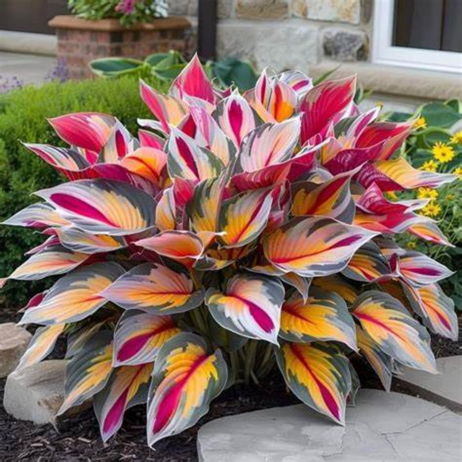 Hosta/Crop for Planting Now UK/Strong Plants That Grow Well/Mix Golden Jade Carving Feels