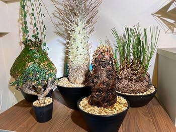 ムッチリ特良樹形　激渋系灌木風BONSAI　発根済　メストクレマ　ツベローサム Amazon.co.jp: 特良樹形 変態激渋系灌木風BONSAI 発根済