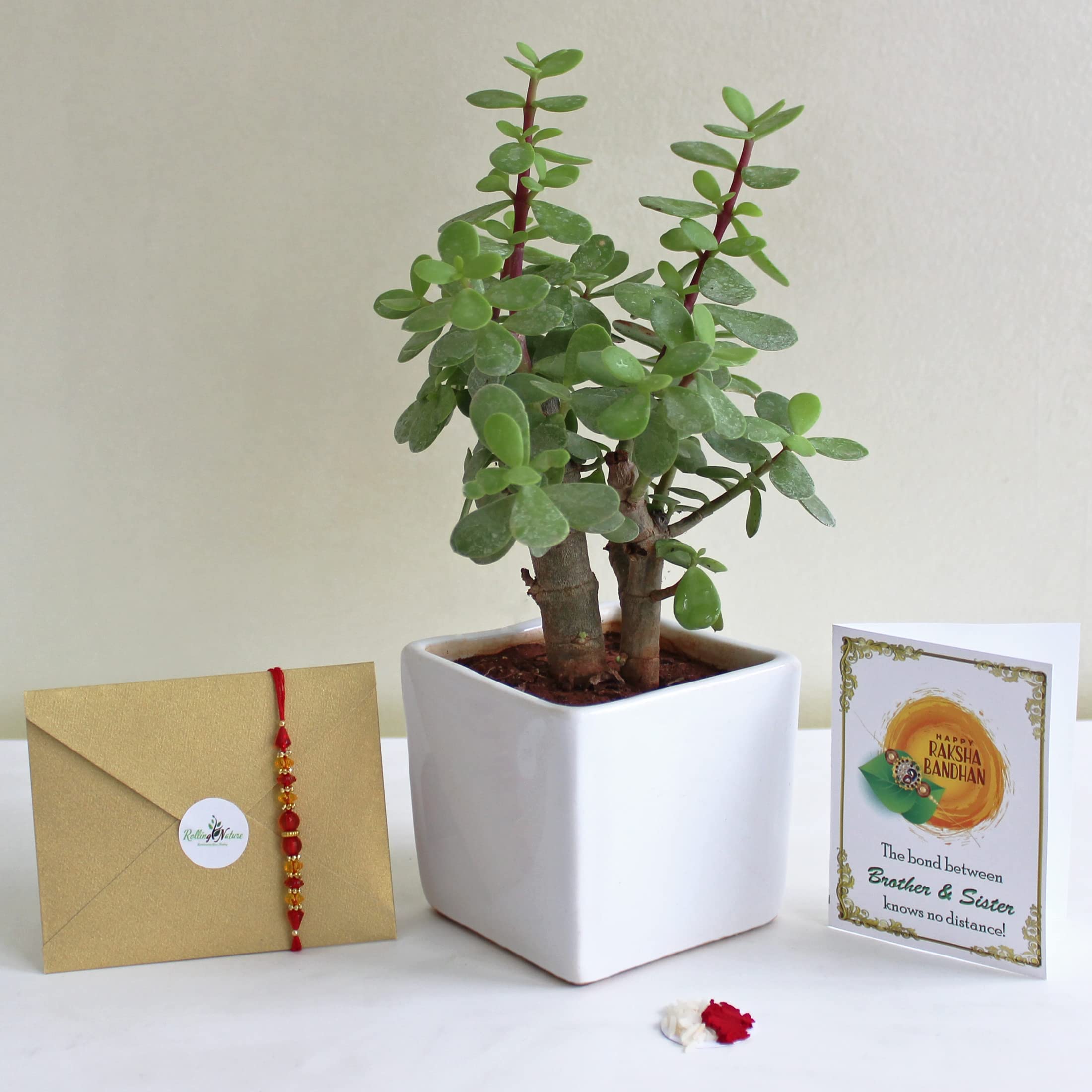 See full amazon price history chart for Rolling Nature Rakhi Gift Combo of Good Luck Jade Plant in White Square Glacier Ceramic Pot Rolling Nature Rakhi Gift Combo of Good Luck Jade Plant in White Square Glacier Ceramic Pot (B0B649GZHL) Amazon Price History, Amazon Price Tracker