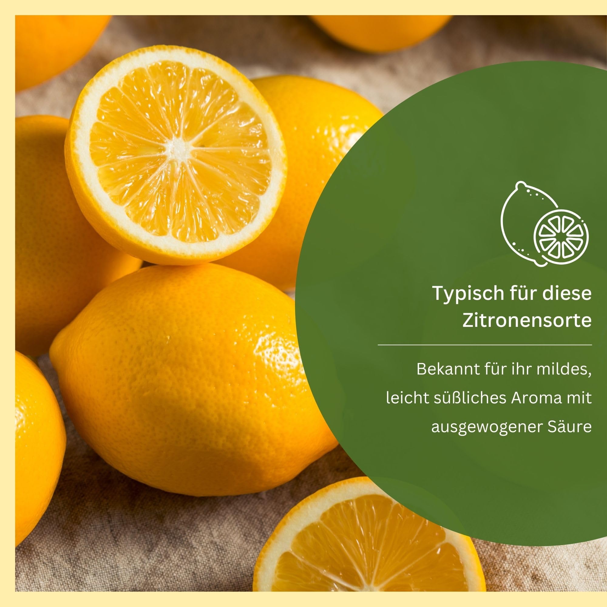 Meine Orangerie Meyer-Zitrone - echte Zitruspflanze - veredelter Zitronenbaum - Citrus limon 'meyeri' - Meyer Lemon - Fruchtreife Zitronen Pflanze in Gärtnerqualität (Mezzo [M])