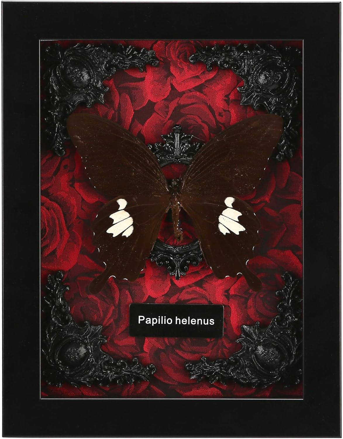 Real Butterfly Framed Butterfly Taxidermy Butterfly