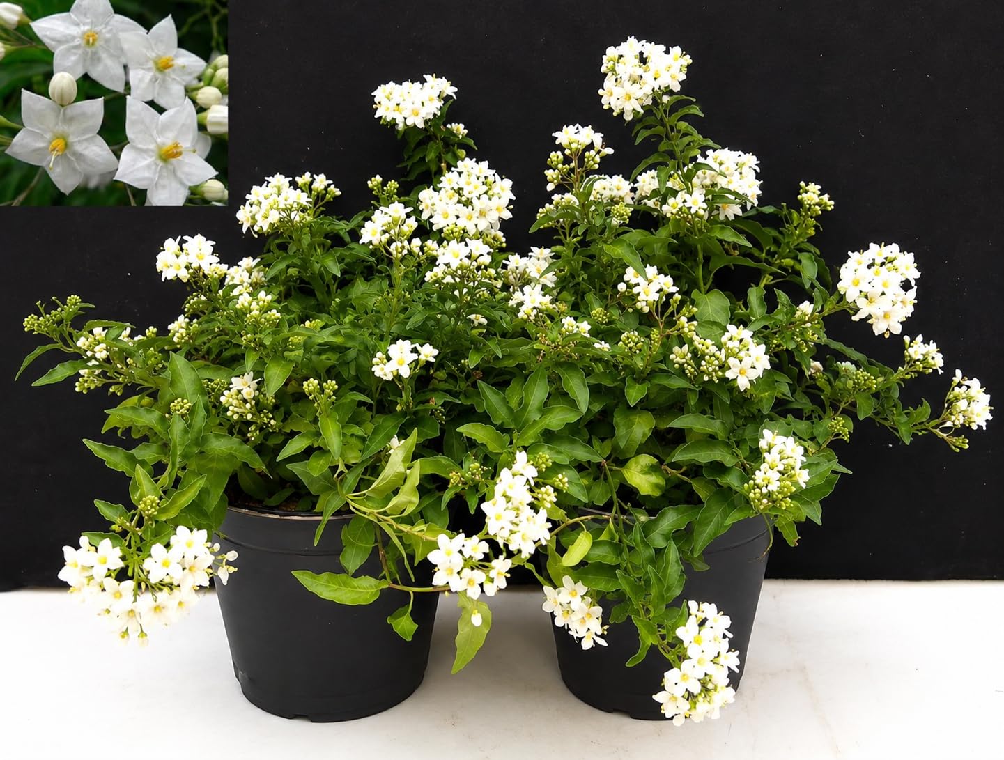 POWERS TO FLOWERS - SOLANUM JASMINOIDES, GELSOMINO, 2PIANTE vaso14cm, piante vere