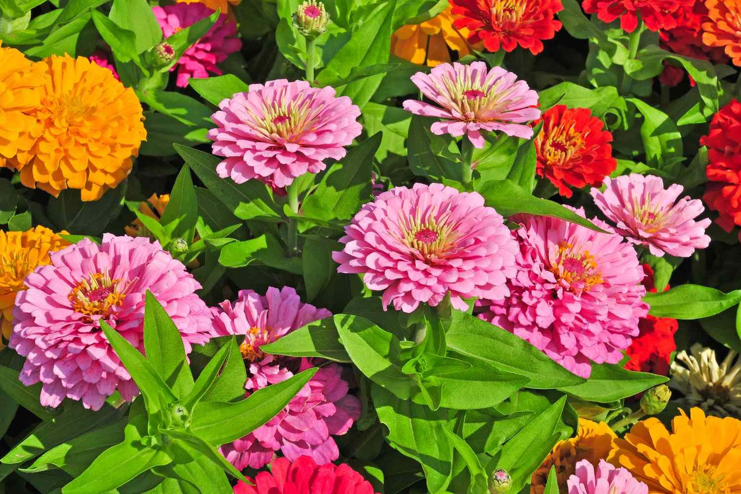Zinnia flower seeds all colours hybrid,high germination (20 seeds) (B0CKLNZSVN) Amazon Price History, Amazon Price Tracker