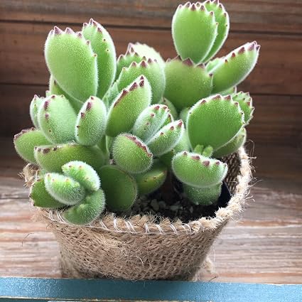 Amazon 熊童子 ぷっくり熊の手 多肉植物 インテリア 観葉植物 オンライン通販