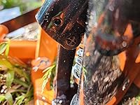 Review Image by Frank Cain Frank Cain