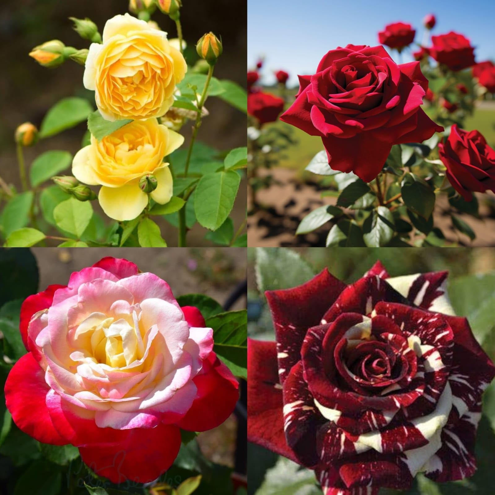 Live (Combo Pack Of 4) Climbing Rose (Multicolour Flower) Plant (Height 1-2 Feet) Climbing Rose Orignal Hybrid Variety Flower sweet, pleasant fragrance | For Home Garden Outdoor Live Tree-image-9
