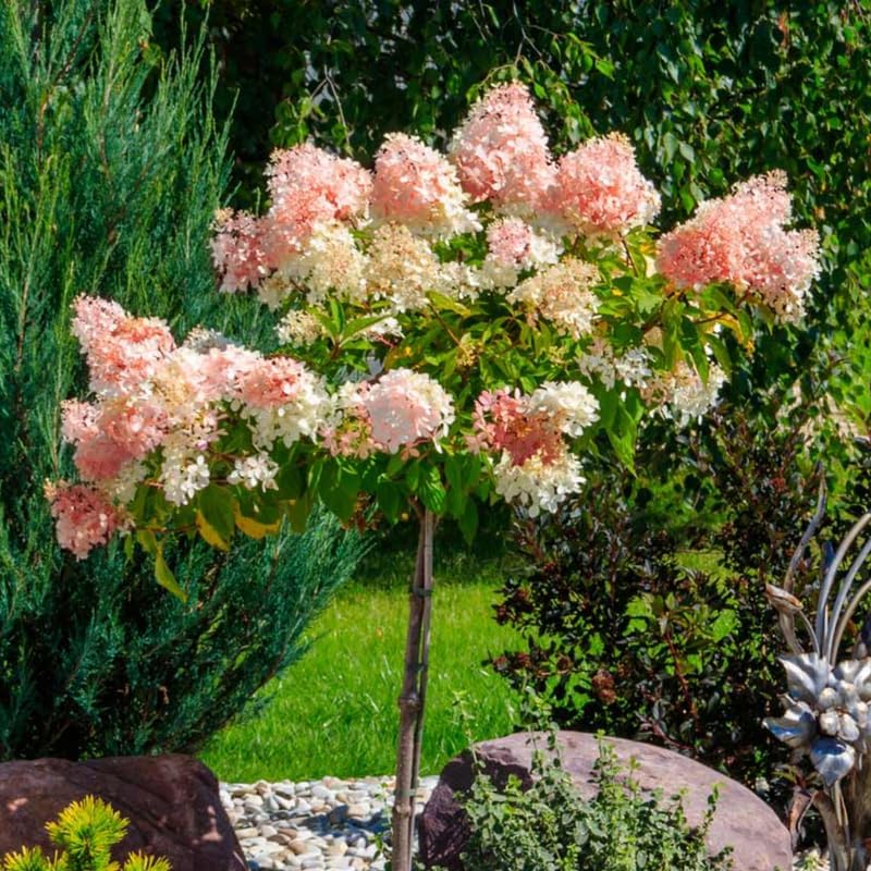 Hydrangea Plant Live for Planting, 7-12" Tall, Hydrangea Tree Live Plant in Pot, Hydrangea Flowers (Pink White Hydrangea)
