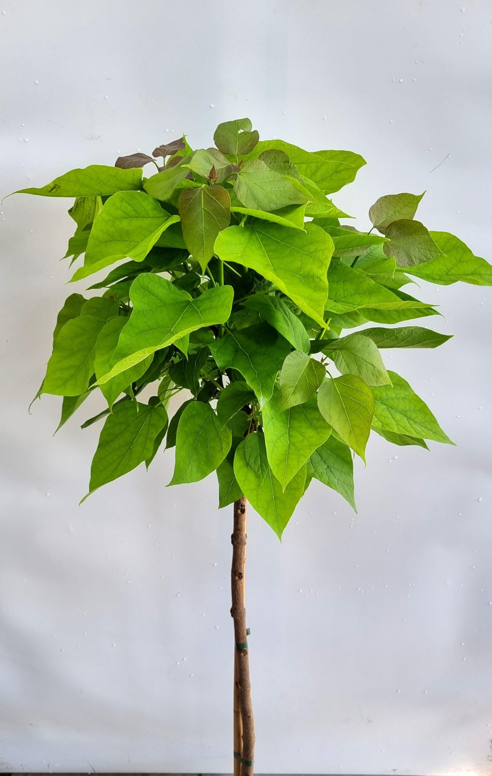 Boule de Catalpa bignonioides 'Nana' tronc 125-150 cm haute, résistant à l'hiver, culture en pleine terre