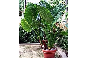 Elephant Ear Bulbs by The Elephant Company