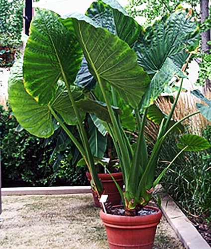 Bombilla de oreja de elefante - Alocasio forma vertical - Marde Ross & Company