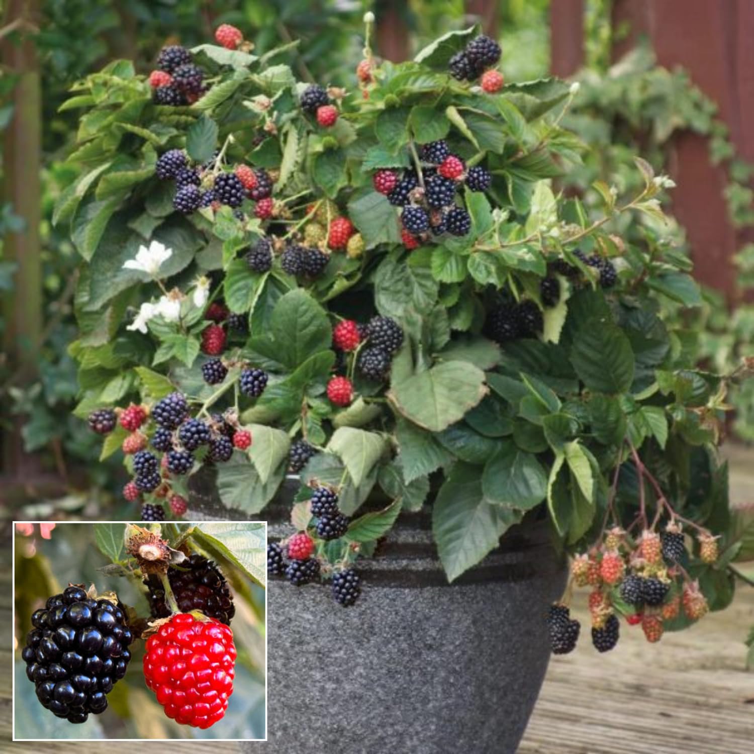 Berryberie Mixed Berries (Zipper Bag) 200G | ASC